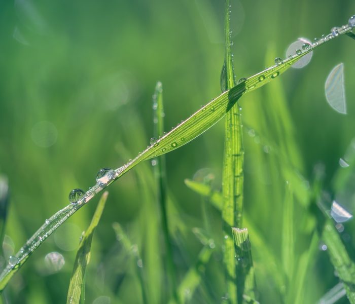 Fortestivo.it, per un giardino sempre rigoglioso